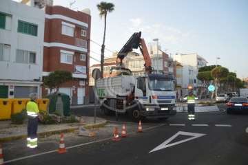 Parques y Jardines elimina en Salinetas el árbol que ensuciaba los recipientes de basura (Foto TA)